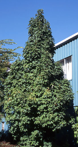 ACER SAC APOLLO SUGAR MAPLE #20