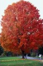 ACER SAC FALL FIESTA SUGAR #20