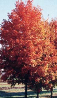 ACER SAC FALL FIESTA SUGAR #25