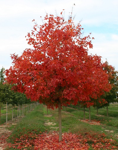 ACER SAC FALL FIESTA 3"BB