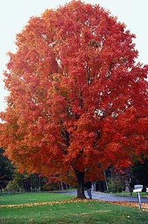 ACER SAC GREEN MTN SUGAR #10