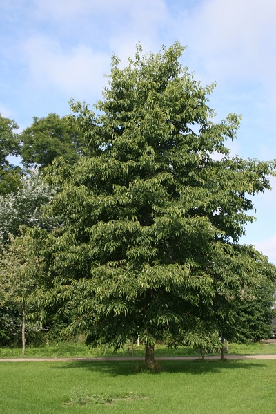 ALNUS HIR PRAIRIE HORIZON 1.5"BB