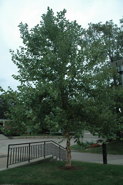 BETULA NIG RIVER BIRCH #25 TF