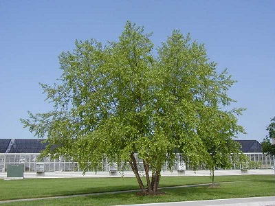 BETULA NIG RIVER BIRCH #15 CLP