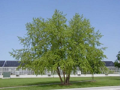 BETULA NIG RIVER BIRCH 10'CLPBB
