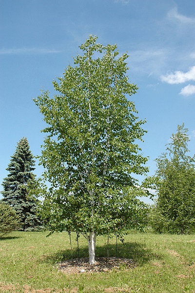 BETULA PAP PRAIRIE DREAM 2"BB