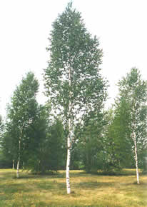 BETULA PAP PRAIRIE DREAM 8'CLPBB