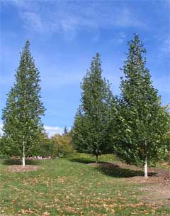 BETULA PLA DAKOTA PINNACLE #20TF