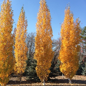 BETULA PLA PARKLAND PILLAR #20FE