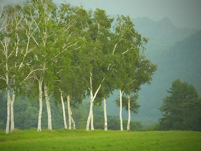 BETULA POP WHITESPIRE 2"BB