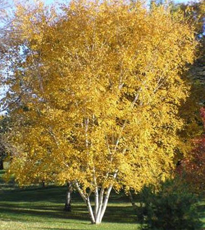 BETULA POP WHITESPIRE 10'CLPBB