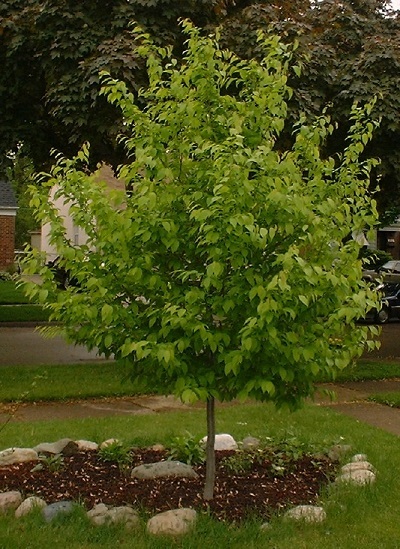 CARPINUS CAR BLUE BEECH #10