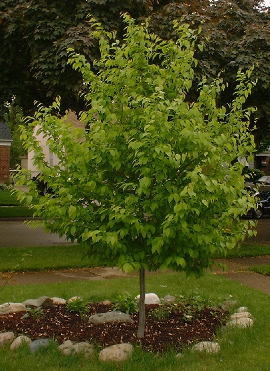 CARPINUS CAR BLUE BEECH 2"BB