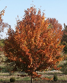 CARPINUS CAR FIRE KING #20