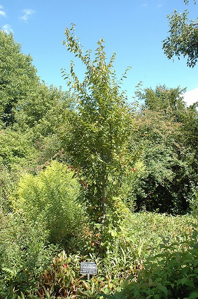 CARPINUS CAR FIRESPIRE #20