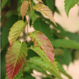 CARPINUS CAR RISING FIRE #20
