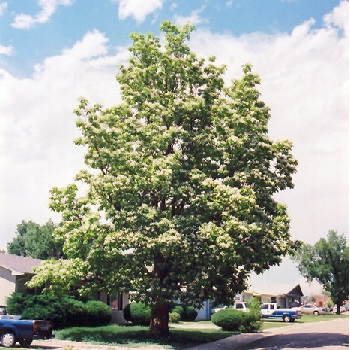 CATALPA SPECIOSA 2.5"BB