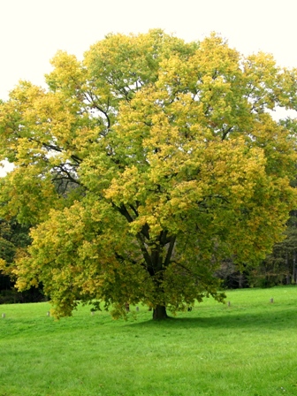 CELTIS OCC HACKBERRY #25