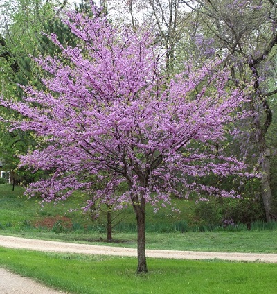CERC CAN E REDBUD 2.5"BB MN STR