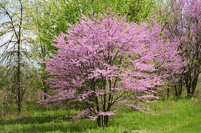 CERC CAN E REDBUD 7'CLPBB MN STR