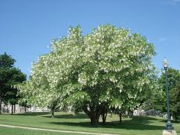 CLAD LUT AME YELLOWWOOD 2"BB
