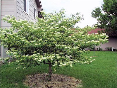 CORNUS ALT PAGODA #15 TF