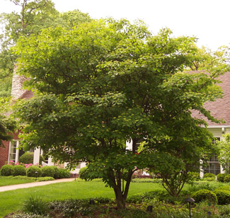 CORNUS ALT PAGODA 6'CLPBB