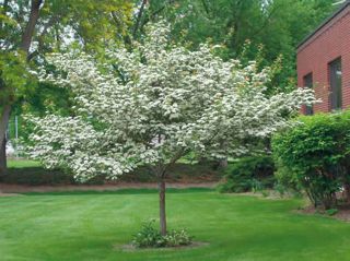 CRATA THORNLESS HAWTHORN 1.5"BB