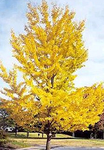 GINKGO BIL AUTUMN GOLD #20