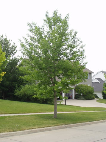 GINKGO BIL GOLDSPIRE #20