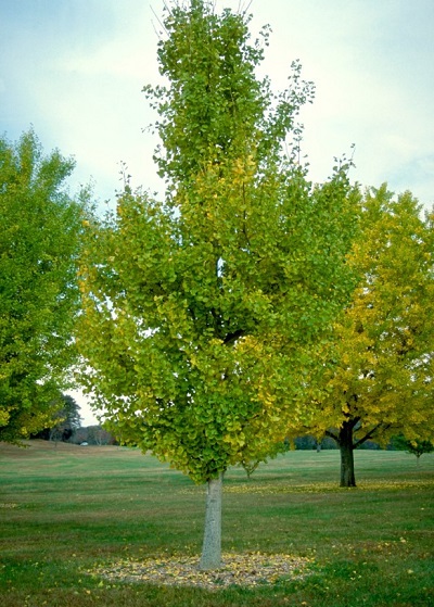 GINKGO BIL PRINCETON SENTRY #20