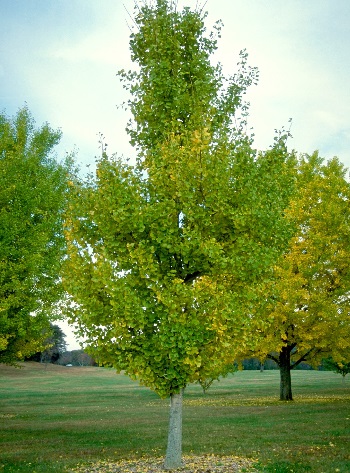 GINKGO PRINCETON SENTRY 1.75"BB