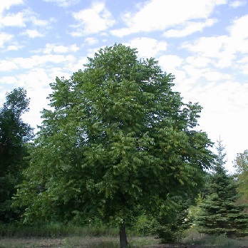 JUGL NIG BLACK WALNUT #3 EC
