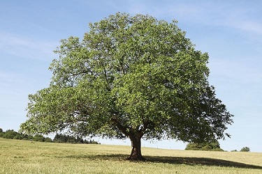 JUGL NIG BLACK WALNUT #7