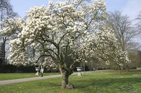 MAGNOLIA X ANN #10 TF