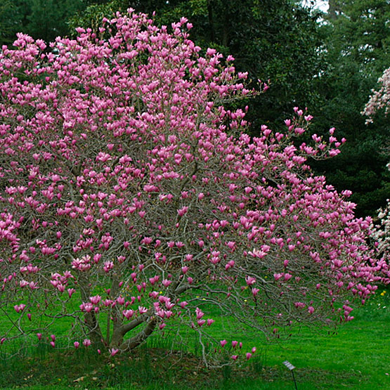 MAGNOLIA X ANN #10 CLP