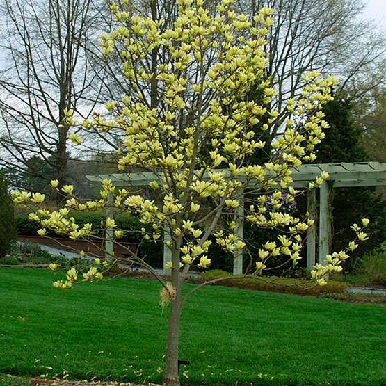 MAGNOLIA BUTTERFLIES #10 TF