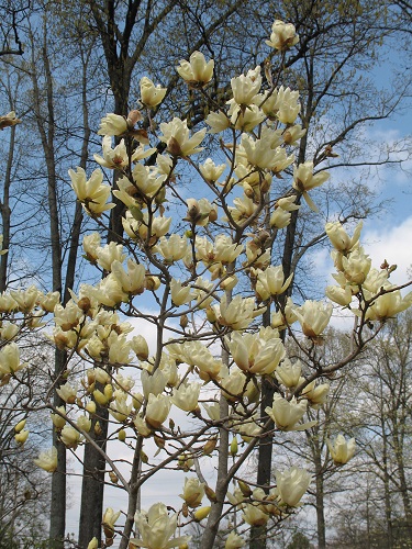 MAGNOLIA X ELIZABETH #7 TF