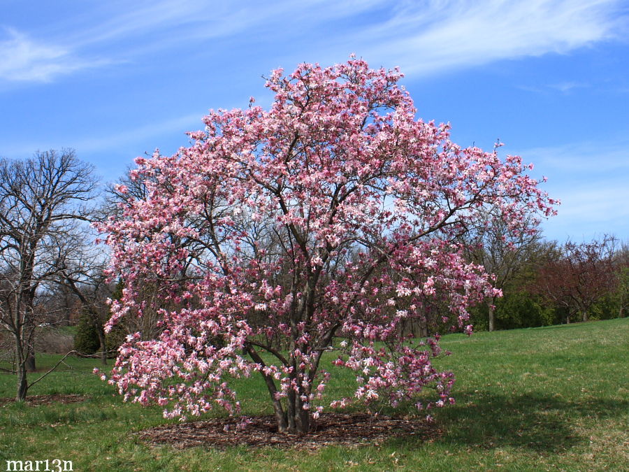 MAGNOLIA LOE LEONARD MSL #10 CLP
