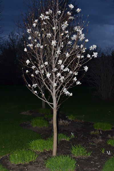 MAGNOLIA LOE MERRILL #10 TF