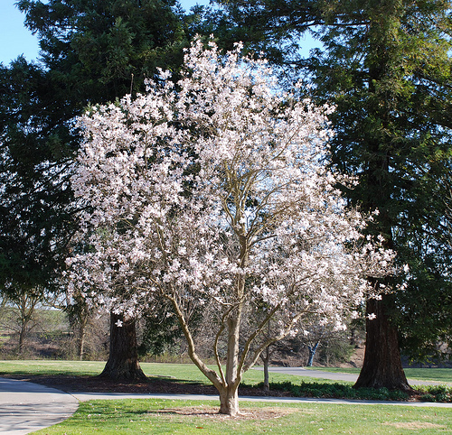 MAGNOLIA LOE MERRILL #10 CLP