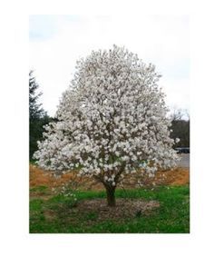 MAGNOLIA ROYAL STAR #10 TF