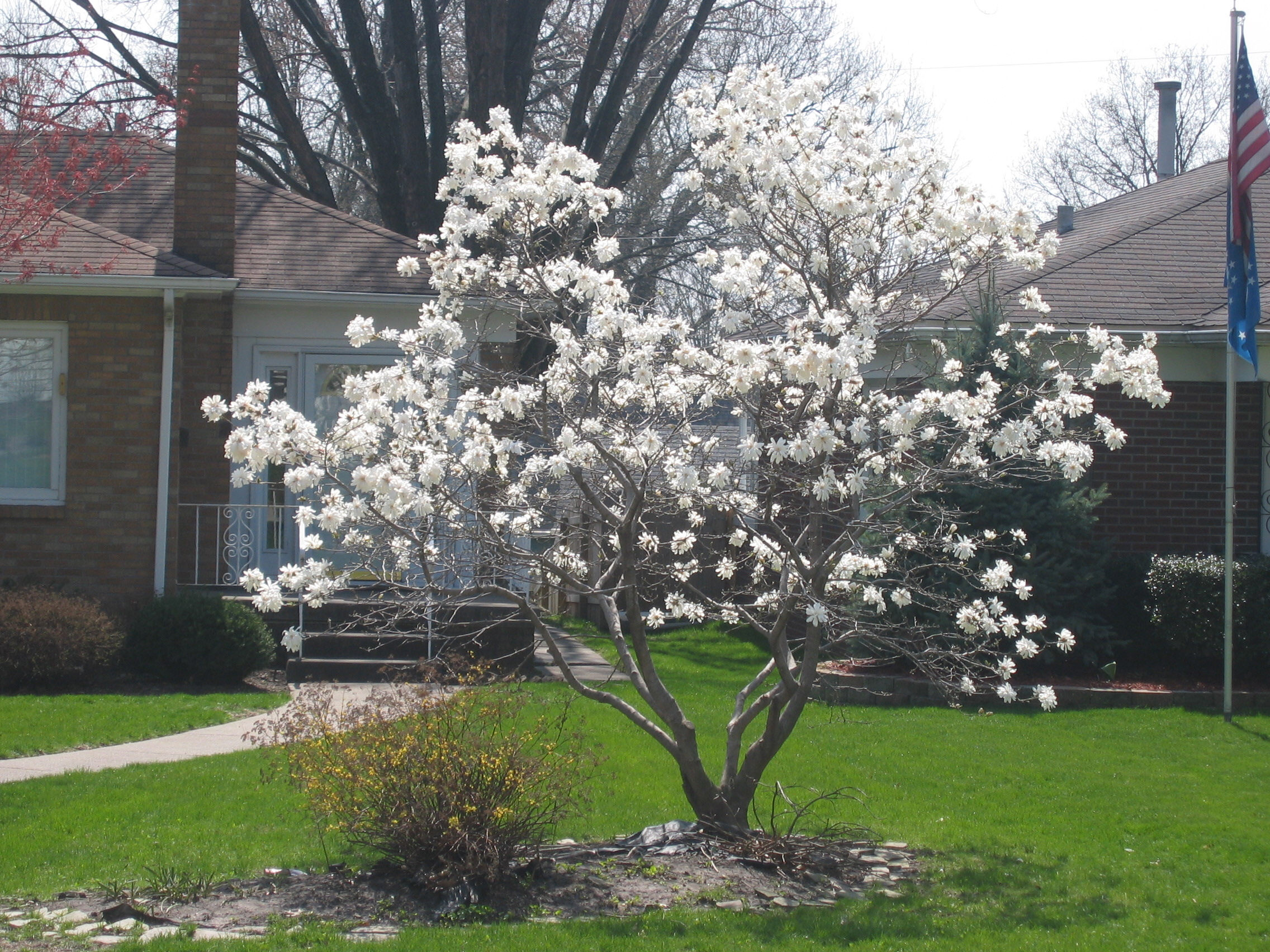 MAGNOLIA ROYAL STAR #20 CLP