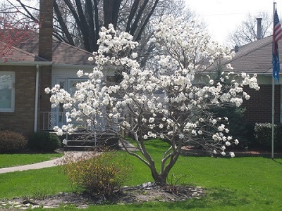 MAGNOLIA ROYAL STAR 5'CLPBB