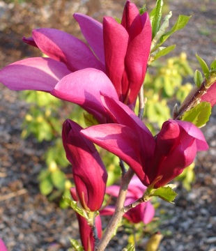 MAGNOLIA SUSAN #5 CLP