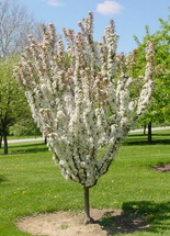 MALUS ADIRONDACK CRAB 2"BB