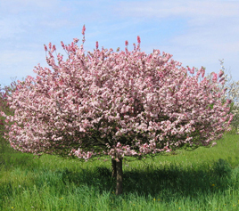 MALUS CORALBURST CRAB 1.75"BB