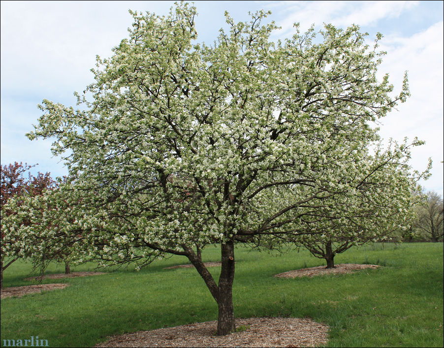 MALUS DOLGO CRAB #5 EC