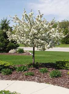 MALUS SAR FIREBIRD CRAB #20