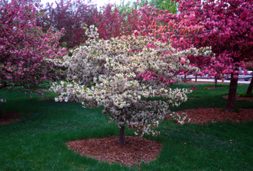 MALUS GLADIATOR CRAB 2"BB FE